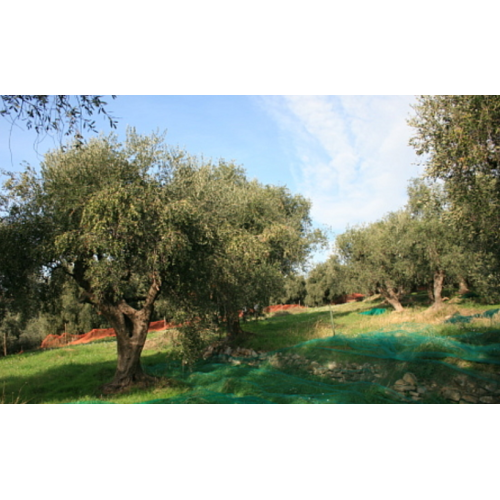 Frantoio Acquista Olive nere taggiasche in olio d'oliva snocciolate (180g) | Kitchencorner