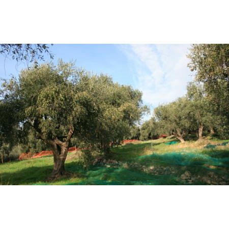 Frantoio Acquista Olive nere taggiasche in olio d'oliva snocciolate (180g) | Kitchencorner