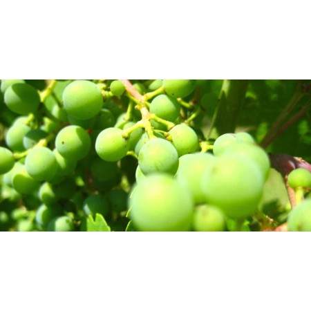 Condimento bianco di Modena agrodolce online