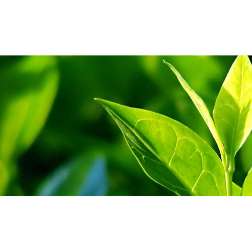 Pukka Buy Elegant Earl Grey organic tea (20 bags) online | Kitchencorner