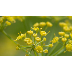 Pukka Kamille, Vanille & Manuka-Honig Bio-Tee (20 Beutel) 2