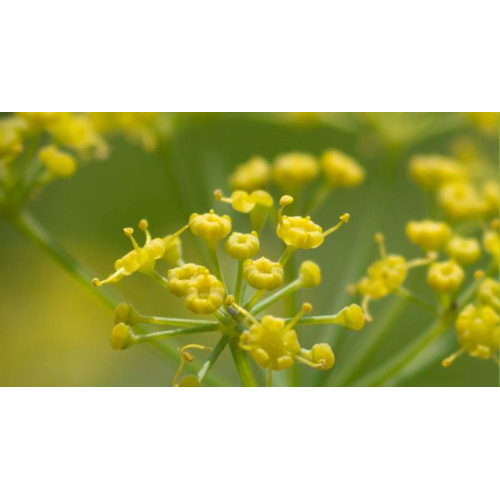 Pukka Camomille, Vanille & Miel de Manuka Bio (20 sachets) acheter en ligne | Kitchencorner