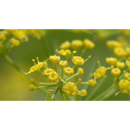 Pukka Camomille, Vanille & Miel de Manuka Bio (20 sachets) acheter en ligne | Kitchencorner