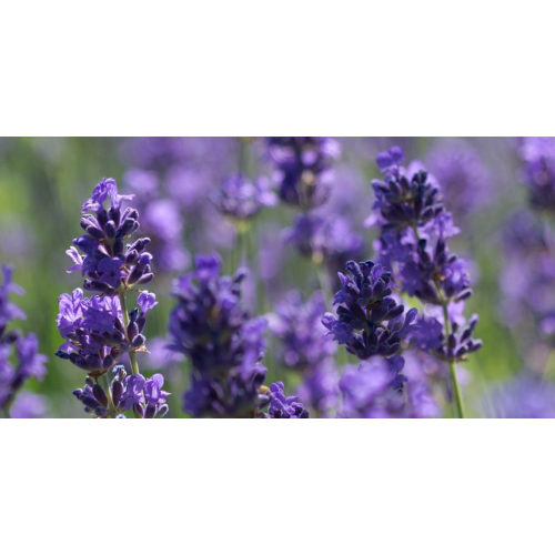 Pukka Night Time Tisane bio (20 sachets) acheter en ligne | Kitchencorner